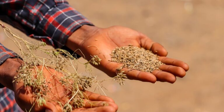 seeds used as spices